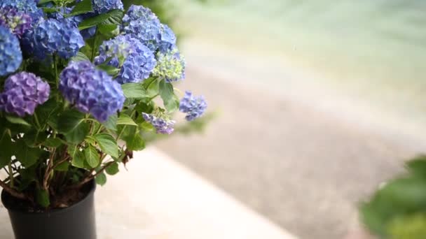 Blooming hydrangea on the streets — Stock Video