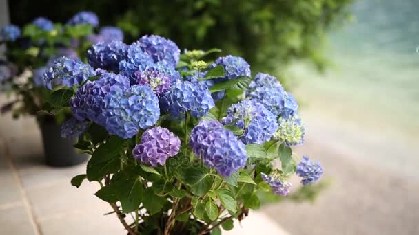 Blommande hortensia på gatorna — Stockvideo