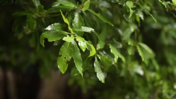 Blätter an einem Baum im Regen. Frühjahrsregen in Montenegro — Stockvideo