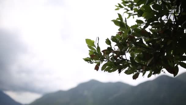 Leaves on a tree in the rain. Spring rain in Montenegro — Stock Video