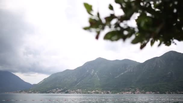 Leaves on a tree in the rain. Spring rain in Montenegro — Stock Video