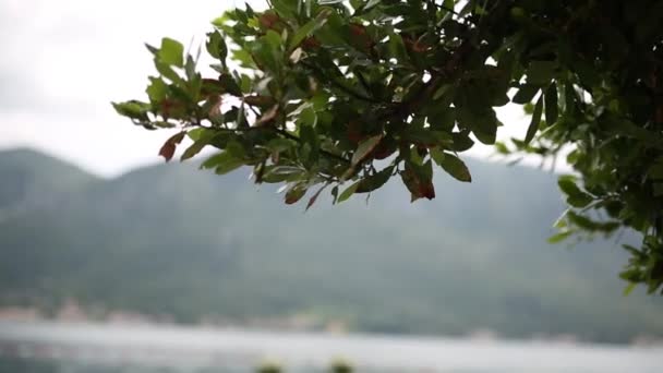 Folhas em uma árvore na chuva. Chuva de primavera em Montenegro — Vídeo de Stock