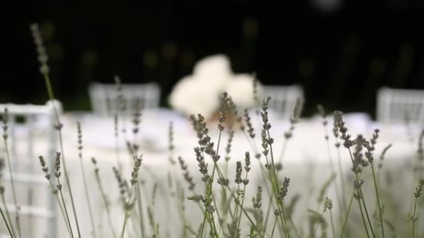 Flores moradas de lavanda. Salvaje en Montenegro — Vídeos de Stock