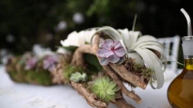 Echeveria succulents flowerbed içinde. Kaktüsler pota. Akış