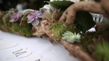Echeveria succulents flowerbed içinde. Kaktüsler pota. Akış