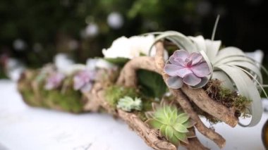 Echeveria succulents flowerbed içinde. Kaktüsler pota. Akış