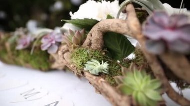 Echeveria succulents flowerbed içinde. Kaktüsler pota. Akış