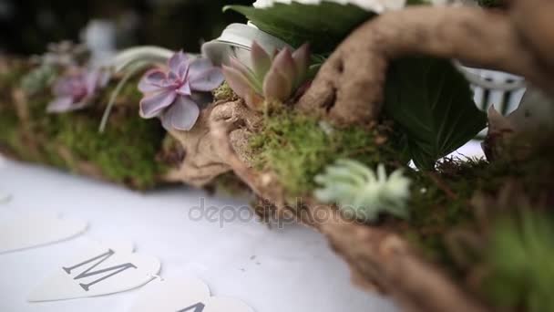 Succulents of Echeveria in the flowerbed. Cacti in the pot. Flow — Stock Video