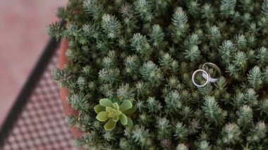 Bir tencerede bir kaktüsün üstüne alyans