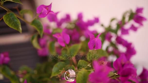 ブーゲンビリアの結婚指輪。結婚式の宝石類。咲く pi — ストック動画
