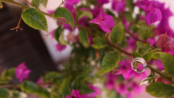 Vigselringar på bougainvillea. Bröllop smycken. Blommande pi — Stockvideo