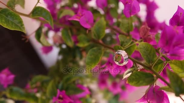 Wedding rings on the bougainvillea. Wedding jewelry. Blooming pi — Stock Video