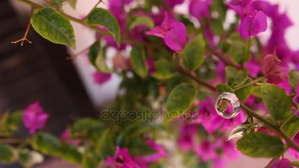 Anéis de casamento na buganvília. Jóias de casamento. Pi em flor — Vídeo de Stock