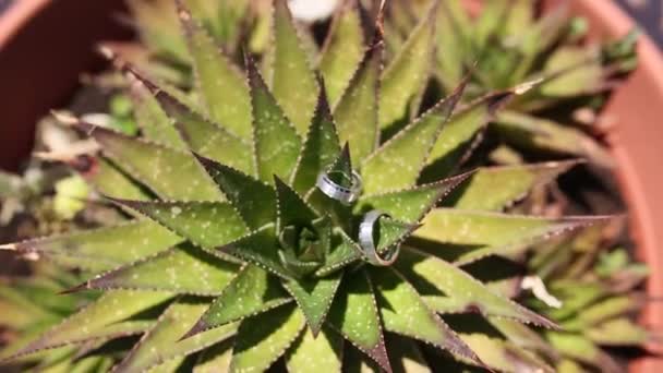 Pernikahan cincin pada kaktus dalam panci — Stok Video