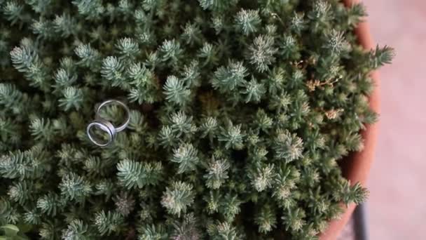 Wedding rings on a cactus in a pot — Stock Video