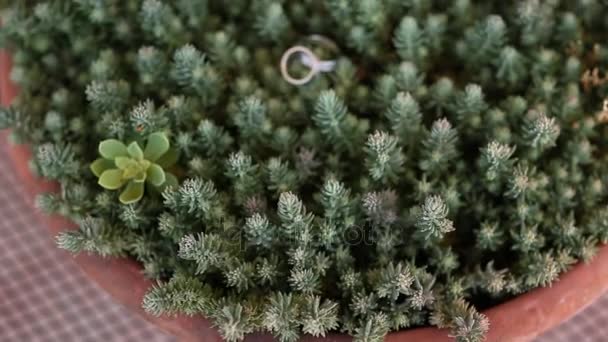 Wedding rings on a cactus in a pot — Stock Video