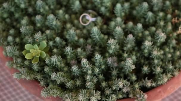 Wedding rings on a cactus in a pot — Stock Video