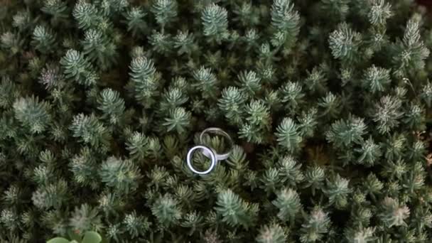 Anéis de casamento em um cacto em um pote — Vídeo de Stock