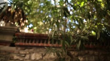 Dalları sayesinde güneş parlamayı