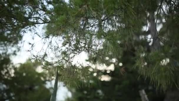 Відділення і банкомати соснових дерев у Чорногорії — стокове відео