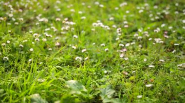 Yeşil çimenlerin üzerinde çiçek açan çiçekler papatya