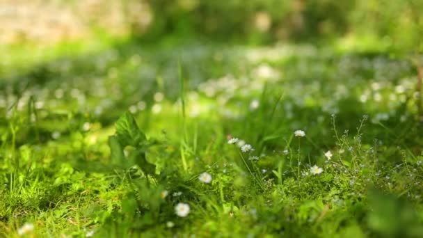 Blühende Blumen Gänseblümchen auf grünem Gras — Stockvideo