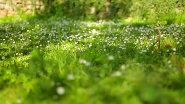 Bloeiende bloemen margrieten op groen gras — Stockvideo