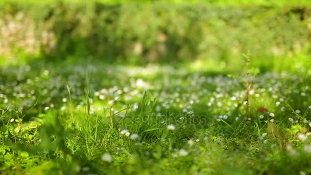 Bloeiende bloemen margrieten op groen gras — Stockvideo