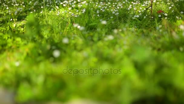 Flores florescendo margaridas na grama verde — Vídeo de Stock