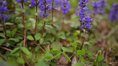 Lysimachia mor çiçekleri yeşil çim. Karadağ florası