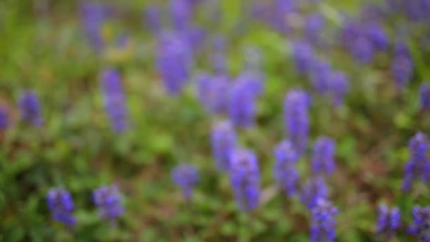 Flores violetas de Lysimachia na grama verde. Flora do Montenegro — Vídeo de Stock