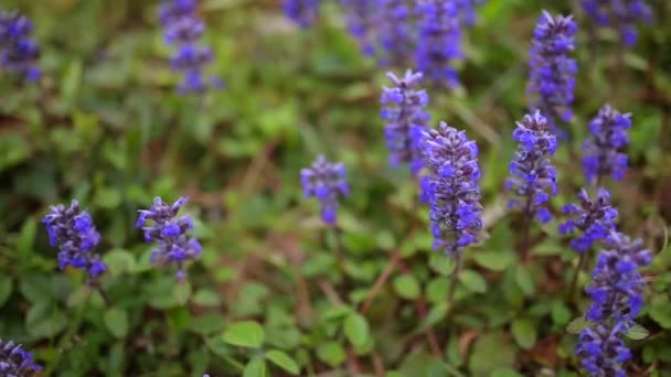 Violetta blommor av Lysimachia i grönt gräs. Robotskapade stubbar om Montenegro — Stockvideo