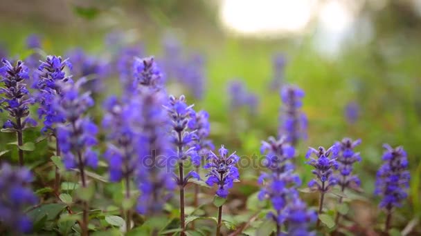 Fleurs violettes de Lysimachia en herbe verte. Flore du Monténégro — Video