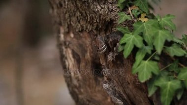 Ağaç kabuğu düğün halkalar. Takı, düğün