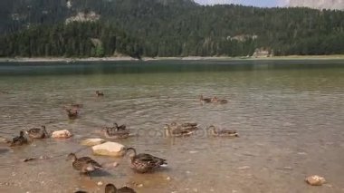 Gölde yaban hayatı yaban ördekleri.