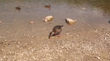 Gölde yaban hayatı yaban ördekleri.