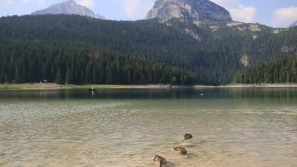 Wild ducks on the lake, wildlife. — Stock Video