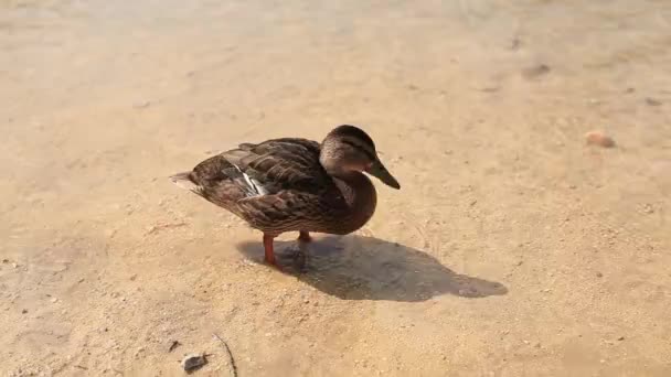 野鸭在湖上，野生动物. — 图库视频影像