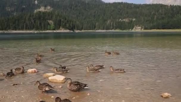 Άγρια πάπιες στη λίμνη, άγρια ζωή. — Αρχείο Βίντεο