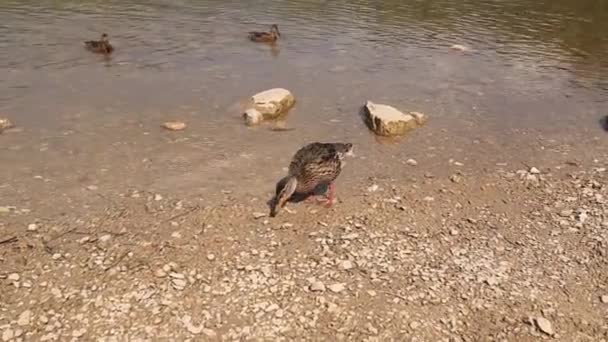 野鸭在湖上，野生动物. — 图库视频影像
