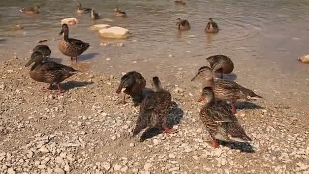 Gölde yaban hayatı yaban ördekleri. — Stok video