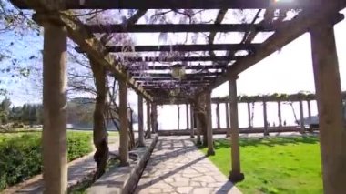 Çiçekli ağaç wisteria Karadağ, Adriyatik ve inat