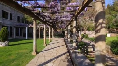 Çiçekli ağaç wisteria Karadağ, Adriyatik ve inat