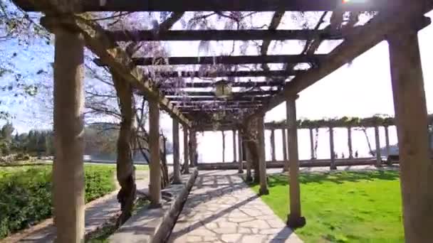 Vistárie strom kvetoucí v Černé hoře, Jadranu a Balk — Stock video