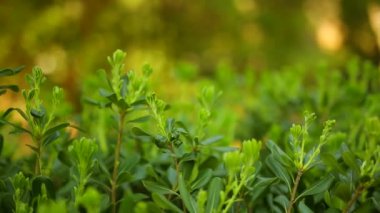 Çalılar ve ağaçlar Karadağ'ın Pittosporum. Peyzaj tasarım o