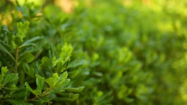 Çalılar ve ağaçlar Karadağ'ın Pittosporum. Peyzaj tasarım o