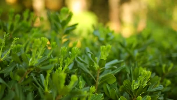 Arbustes et arbres Pittosporum au Monténégro. Conception d'aménagement paysager o 