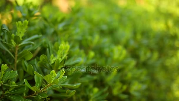 Arbustos y árboles Pittosporum en Montenegro. Diseño paisajístico o — Vídeo de stock