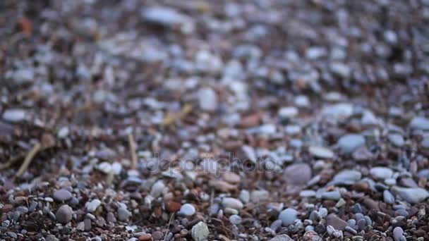 Stenar på stranden. Konsistens av havet. Adriatiska havet — Stockvideo