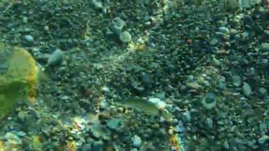 Deniz altındaki su altında. Adriatic, Karadağ sularına. Metin